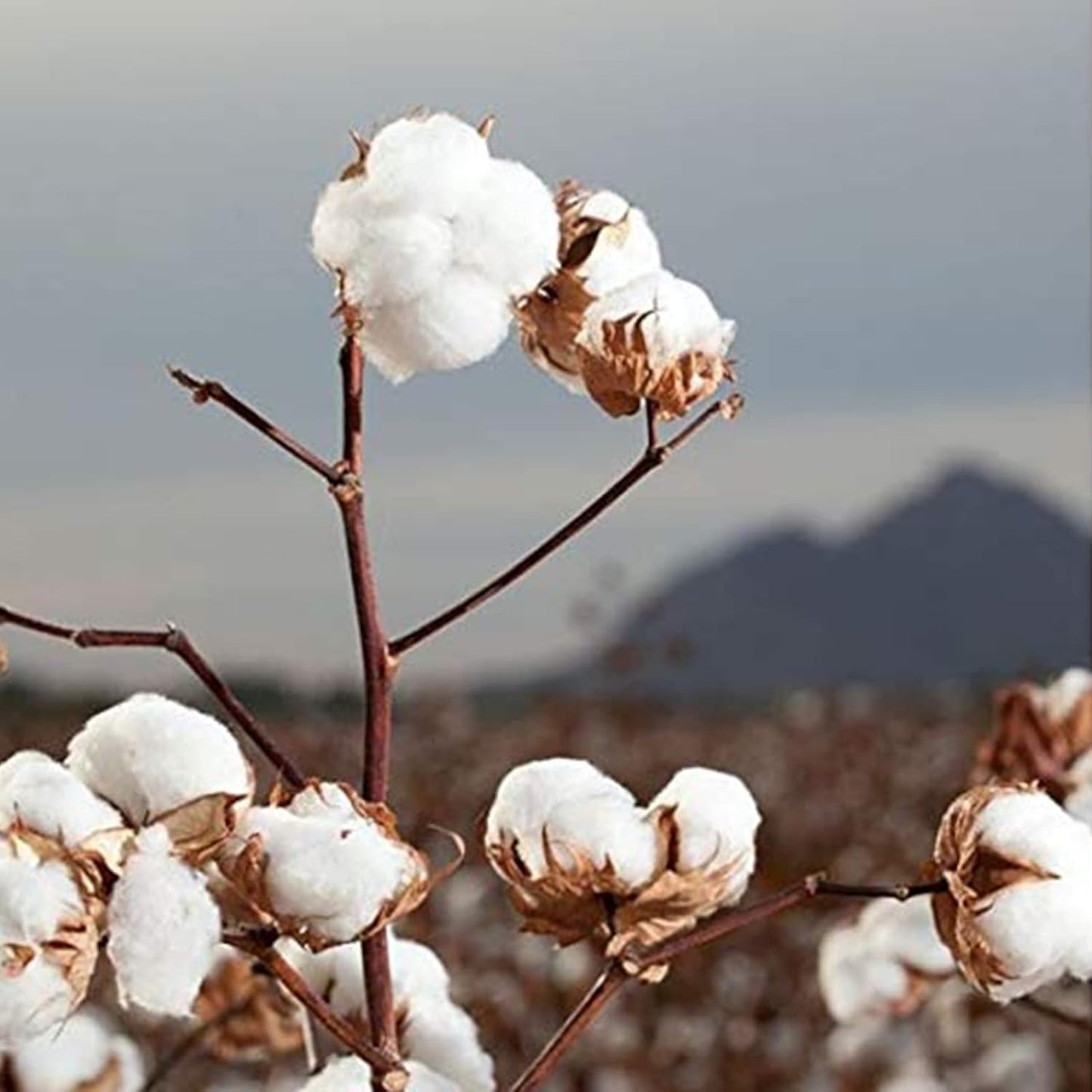Organyc - 100% Organic Cotton Rounds Chemical Free, For Sensitive Skin (70 Count) - Daily Cosmetics. Beauty and Personal Care